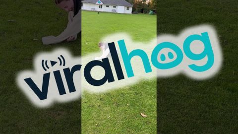 Playful Puppy Topples Owner || ViralHog