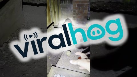 Fox Kit Plays Ball With Cat || ViralHog