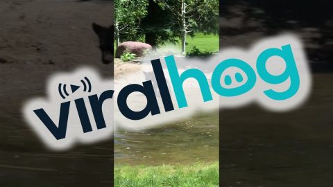 Playful Bear Cubs Swim in Backyard Pond || ViralHog