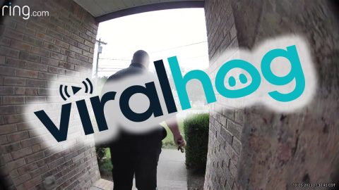 Spider Spooks Man On Way To Work || ViralHog