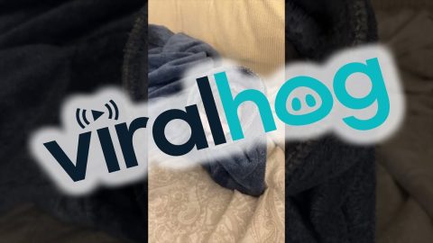 There's A Worm In The Blanket || ViralHog
