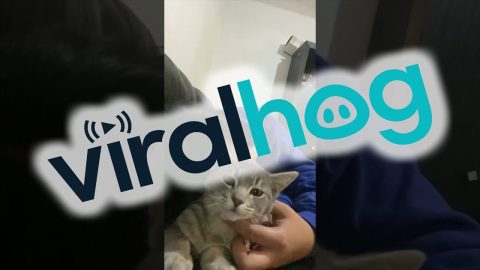 Cat Sounds Like a Retro Video Game || ViralHog