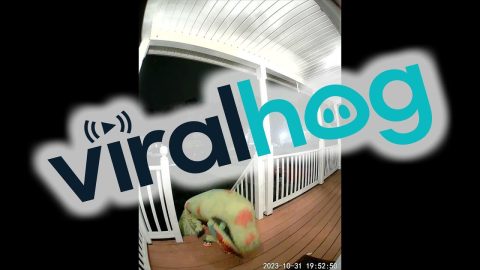 T-Rex Can't Reach Candy || ViralHog