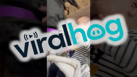 Dog Tickles Baby || ViralHog