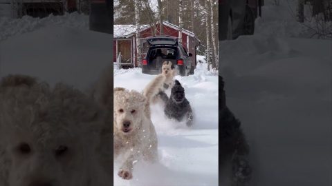 Doodles Dash Through Drifts Of Snow || ViralHog