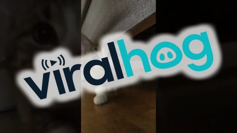 Older Cat Suddenly Bops Younger Cat || ViralHog