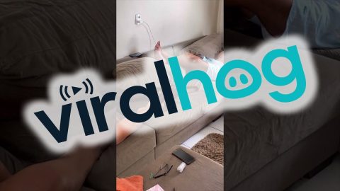 Pup Joins Parents For Nap on Couch || ViralHog
