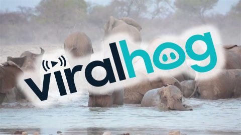 Elephant Mud Bath In Etosha || ViralHog