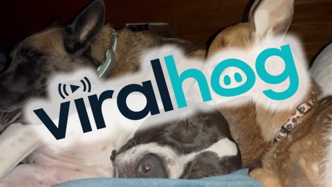 A Cuddle Pile Of Cute Companions || ViralHog