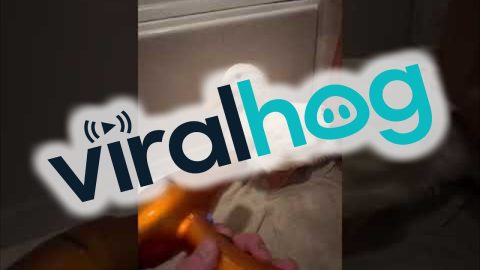 Blow Drying a Duck After Bath Time || ViralHog