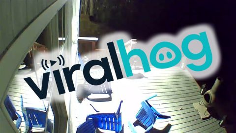 Black Bear Loses Balance On Adirondack Chairs || ViralHog