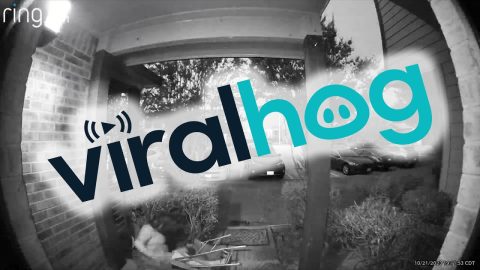 Doorbell Camera Catches Chaos || ViralHog