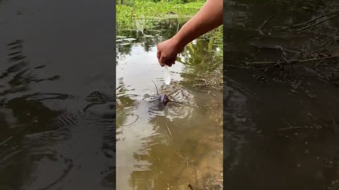 Spoon-Feeding a Catfish || ViralHog