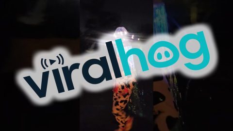 Abducted Heifers Costumes Are Out of This World || ViralHog