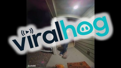 Adult Allegedly Steals Halloween Candy || ViralHog