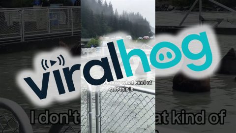Sea Lions Soak In Summoning Circle || ViralHog
