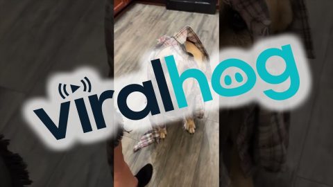 Kangal Chewed Through Shirt || ViralHog