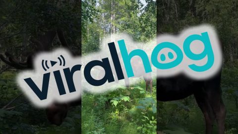 Moose Yoga In The Woods || ViralHog
