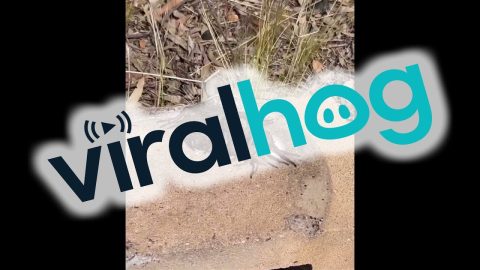 Man Comes Across a Pile of Huntsman Spiders || ViralHog