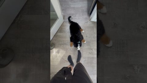 You Are Not Allowed To Leave || ViralHog