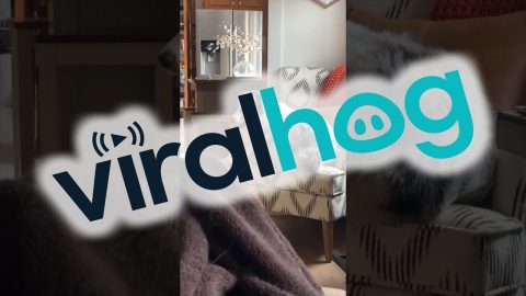 Dog's Leg Doesn't Quite Fit on Chair || ViralHog
