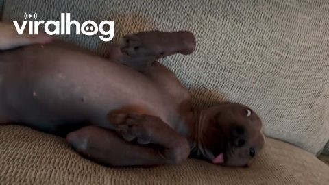 Derpy Xolo Lets Tongue Hang Out || ViralHog