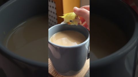 Bird Warms Up With Scritches and Coffee || ViralHog