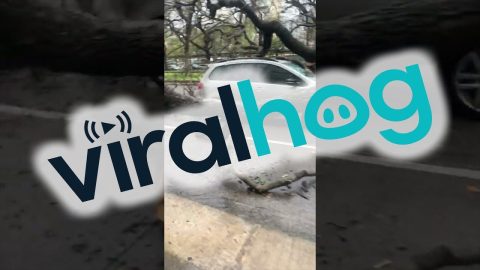 Man Leaves Work to Find Car Crushed By Fallen Tree || ViralHog