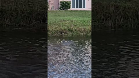 Otter Scraps With Iguana || ViralHog