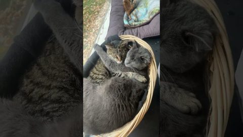 Cozy Cats Cuddle In Basket || ViralHog