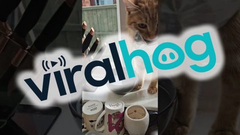 Kitty Comes Home With Cat Food || ViralHog