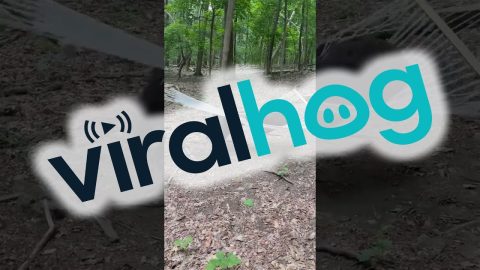 Two Bears Discover a Hammock || ViralHog