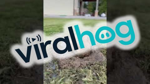 Bulldog Takes a Mud Bath || ViralHog