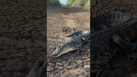 American Alligator Basking In Morning Sun || ViralHog