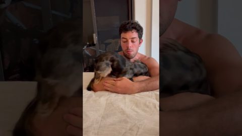 Dachshund Looking for Love With Dad || ViralHog