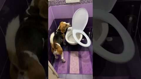 Archie Casually Breaks The Toilet || ViralHog