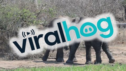 Young Elephants Practice Testing Their Strength || ViralHog