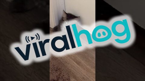No Privacy When You Have a Kitten || ViralHog