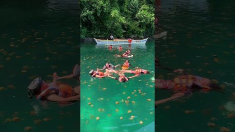 Swirling Swim With Siargao Jellyfish || ViralHog