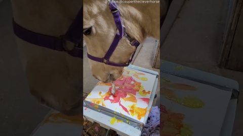 Horse Paints Heavenly Sunset || ViralHog