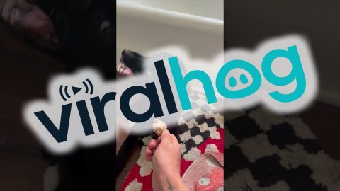 Ginger Causes Dog's Mixed Feelings || ViralHog