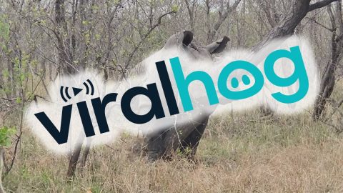 White Rhino Rubs Against Tree || ViralHog