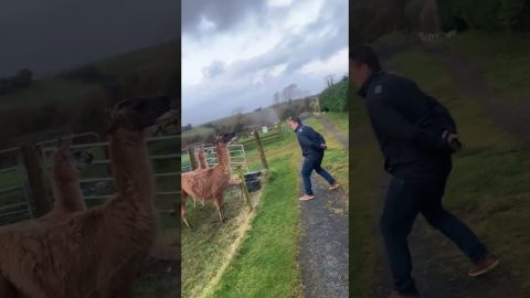 Man Gets a Dose of His Own Medicine From a Llama || ViralHog