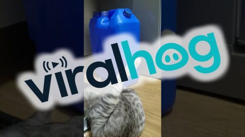 Getting Hydrated With Style || ViralHog