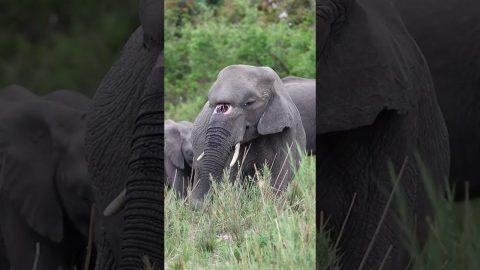 Elephant With A Birth Defect Lives Happily