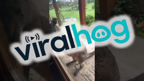 Kangaroo Isn't Allowed Inside || ViralHog