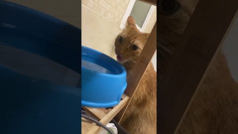 My Cat Doesn’t Know How to Drink Water || ViralHog