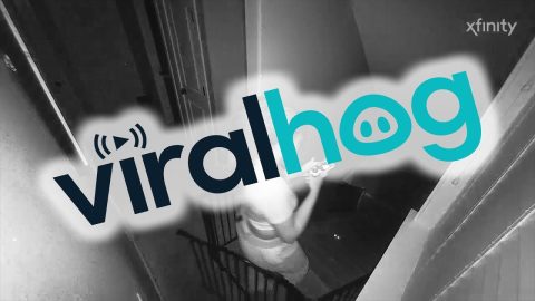 Stepped On Cat While Texting Down Stairs || ViralHog