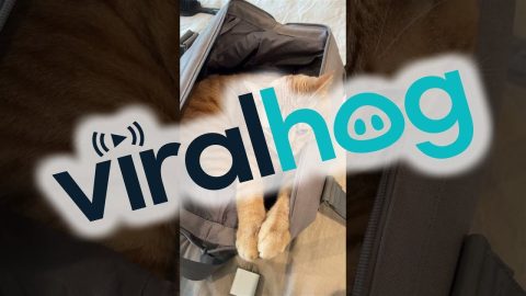 Cat Refuses to Be Left Behind || ViralHog