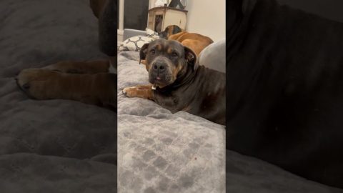 Buggy The Bulldog Can’t Work The Couch || ViralHog